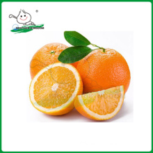 Navel orange Chinese Exporter